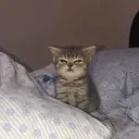 кисмивайд
