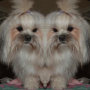 peepocord Discord server icon