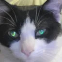 Yes. Discord server icon