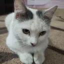 Meow Cafe Discord server icon