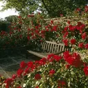 The Garden