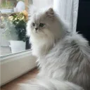 🐱 | Ｎｅｋｏ Ｌａｎｄ・猫ランド