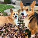 🐾Corgi Butts🐾
