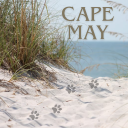 Cape May Discord server icon