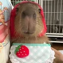 ⑅ 🍓   ୭ ᵎᵎ     capy cappy land  ⊹ 𝜚