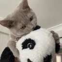cat paradise