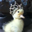 Piou piou