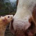 🐀Ratz N Ponies🐴