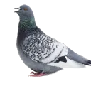The Flock -  BenjiePidge’s Discord