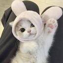   : kitsworls.   (^. .^)⟆ Discord Server Icon