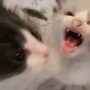しの鯖