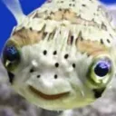 Cult of the Puffer