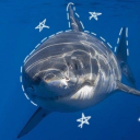 - 🦈