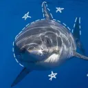 - 🦈