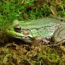 🐸Frog Company🐸