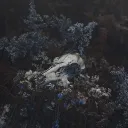 Vultures don't sing