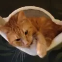 Angelcat's Hangout Server
