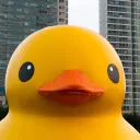 The rubber duckies