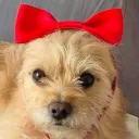 Dog Server