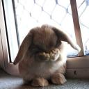 STEAL A BRAINROT avatar