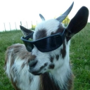 my goats