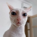 celibacy salon Discord server icon