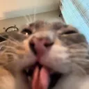 [ᓚᘏᗢ] Tag