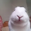 bunny island