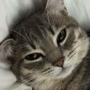 cats /backup avatar