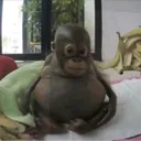 the monkey place