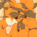Orange Grove🍂