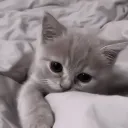 •ɞ• TAG SERVER / 니트로 프리미엄 이벤트중 banner