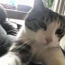 まにあさば