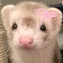 ˚₊·🐝