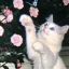 kiko cutei
