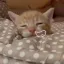 cutei