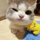 Cat Cult Community (CCP)