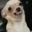 뽀삐야 태그