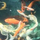 ♡ ㆍ﹒ㆍ﹒ㆍ koi guild tag .ᐟ banner