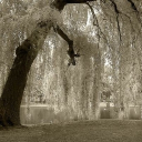 Willow Trees Discord server icon