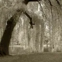 Willow Trees
