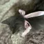 /meowie , {Maow}
