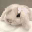 bunnys backup