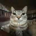 Kitty Corner