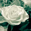 — Cozi • 資産 —