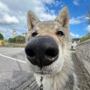 wolf club avatar