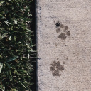 the yume shelter ! 🐾 Discord server icon