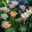socks garden  ✿