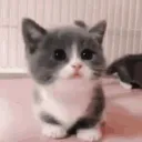 CAT banner