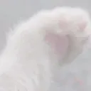 /catpaw